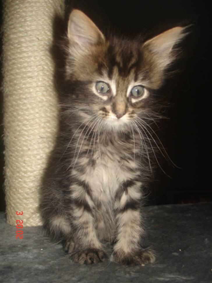Maine Coon Yasmin billede 6