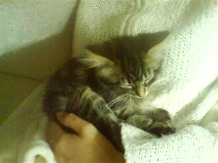 Maine Coon Yasmin billede 9