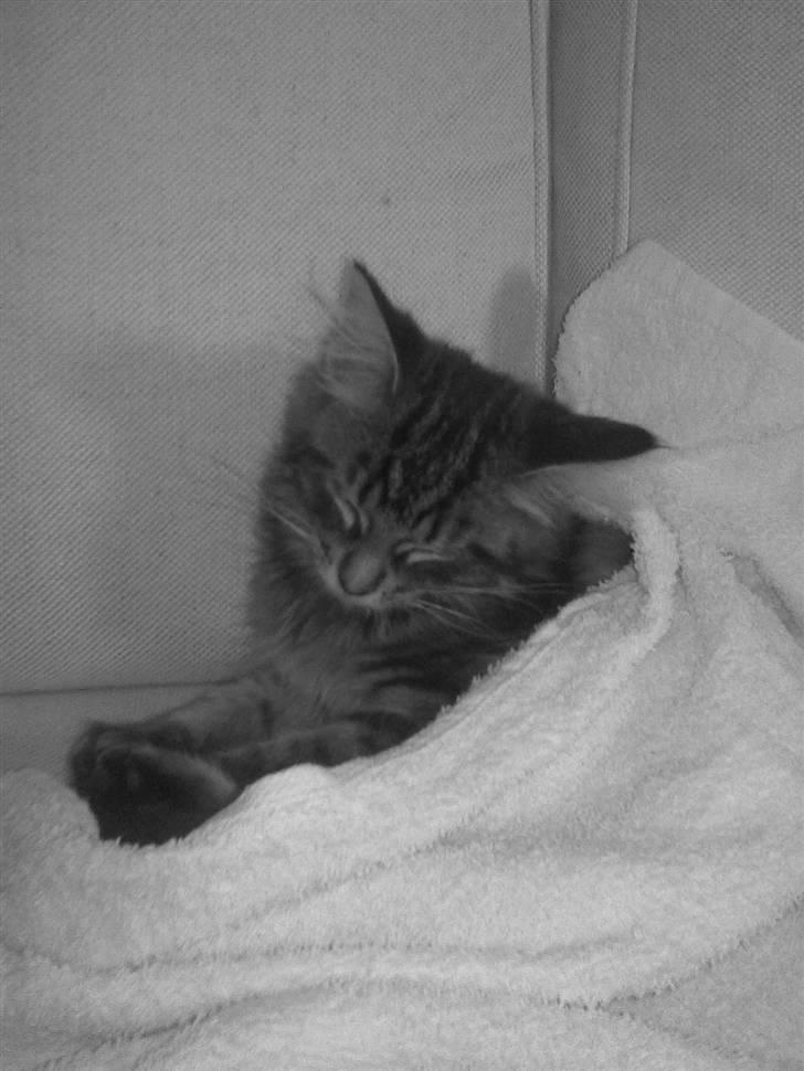 Maine Coon Yasmin billede 10