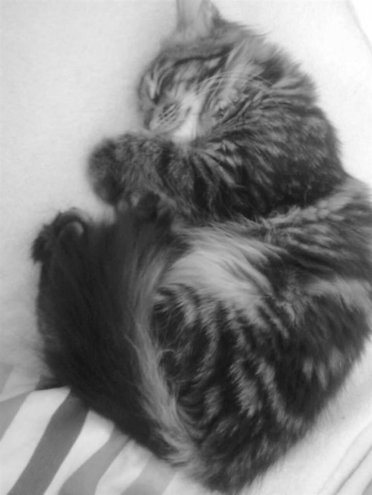 Maine Coon Yasmin billede 11