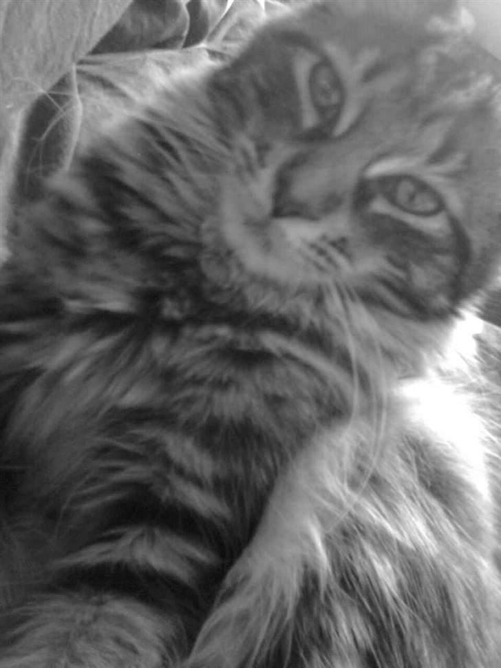 Maine Coon Yasmin billede 12