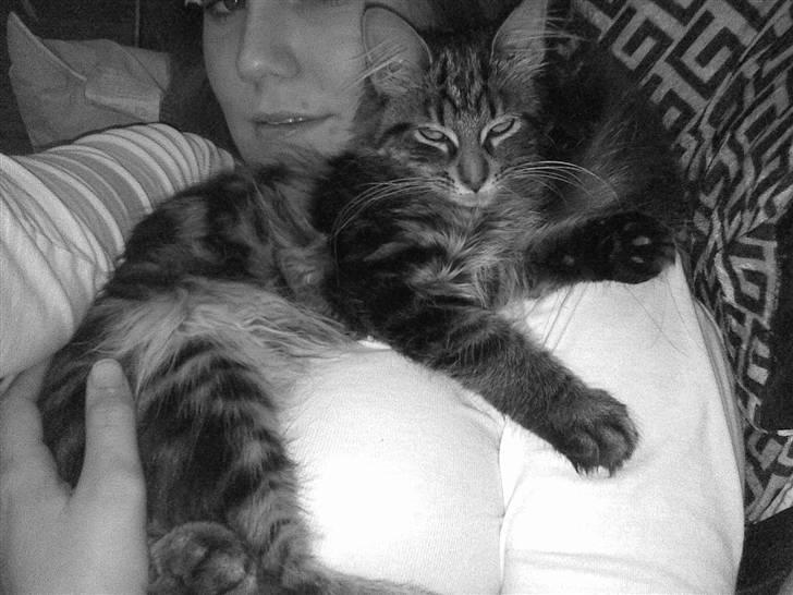 Maine Coon Yasmin billede 13