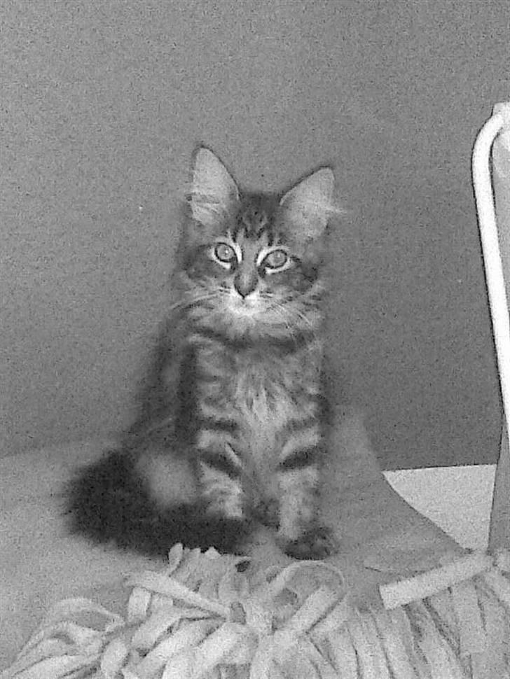 Maine Coon Yasmin billede 14