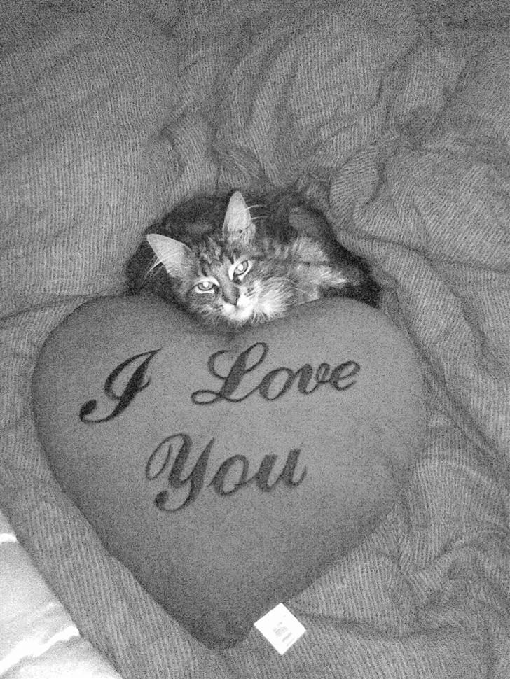 Maine Coon Yasmin billede 15