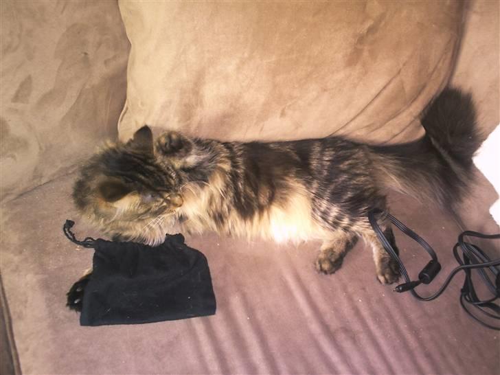 Maine Coon Yasmin billede 16