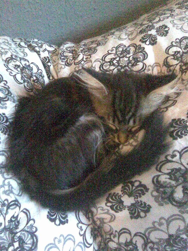 Maine Coon Yasmin billede 17