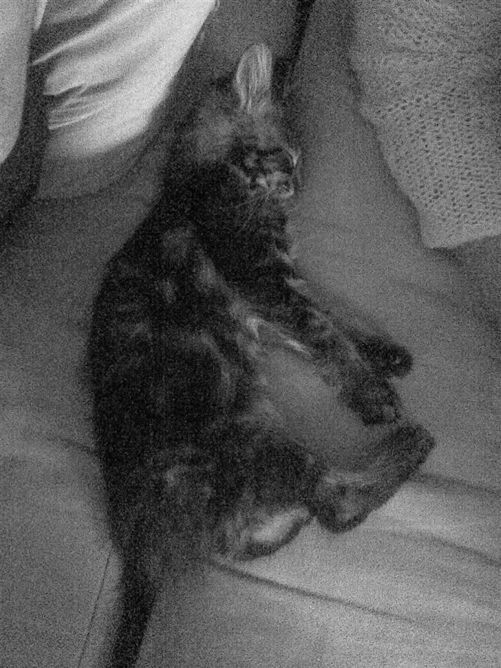 Maine Coon Yasmin billede 18