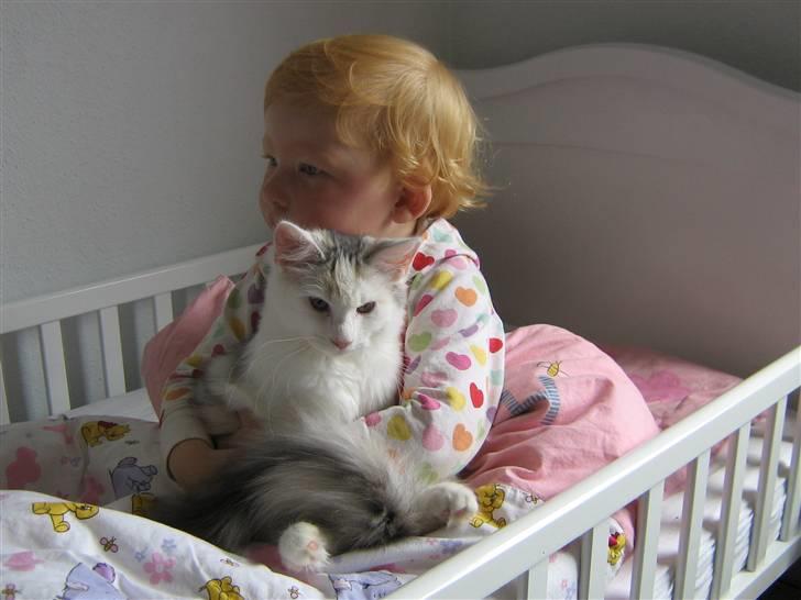 Blanding af racer Alma billede 12