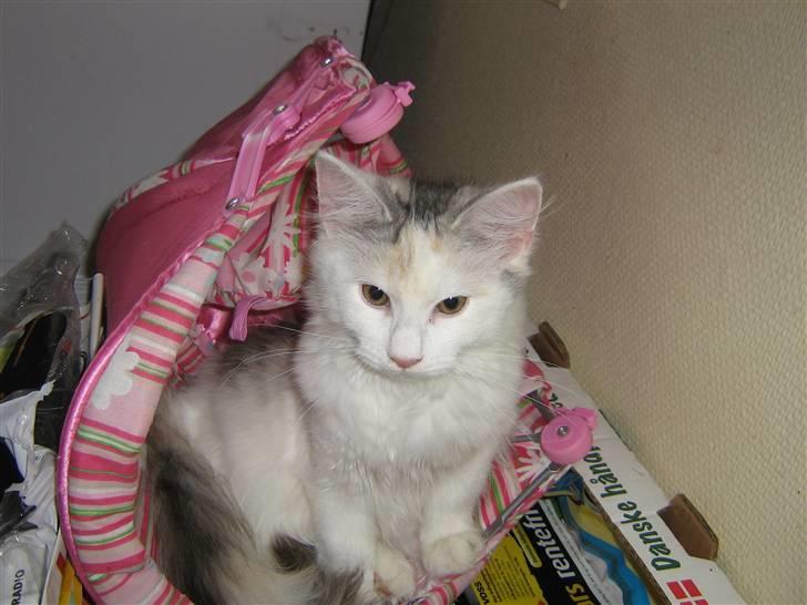 Blanding af racer Alma billede 13