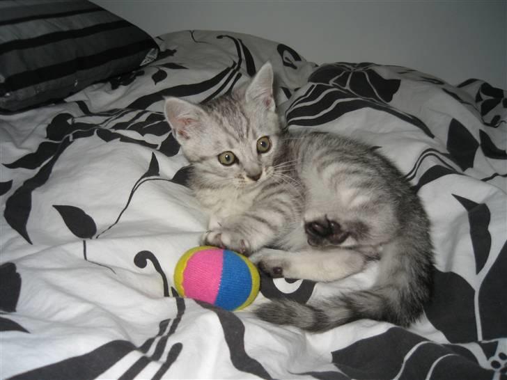 Blanding af racer Findus billede 2