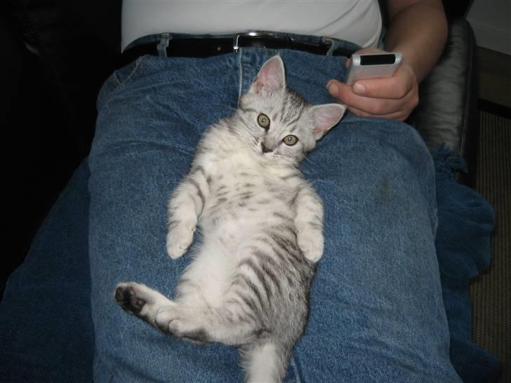 Blanding af racer Findus billede 3