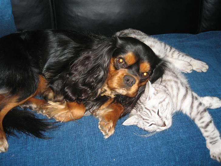 Blanding af racer Findus billede 4