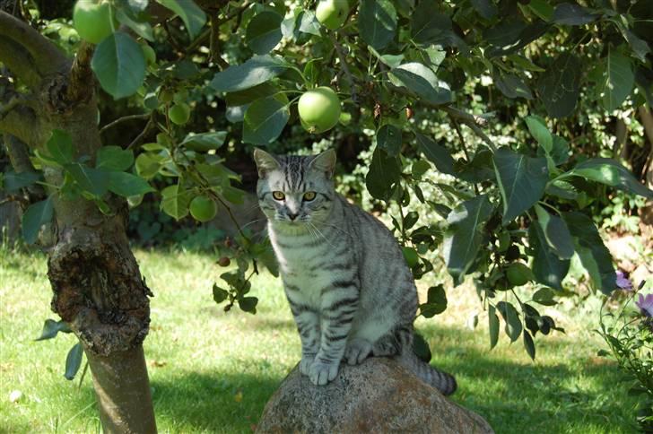 Blanding af racer Findus billede 5