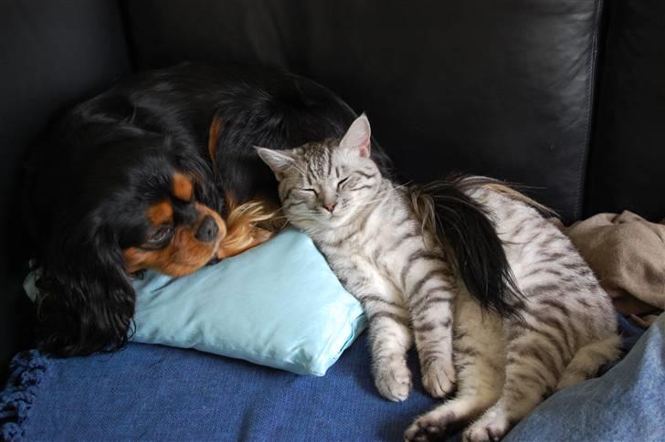 Blanding af racer Findus billede 6