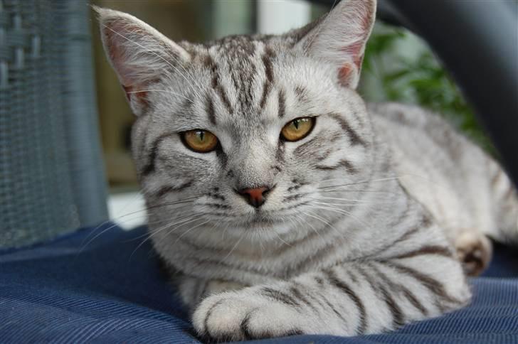 Blanding af racer Findus billede 7