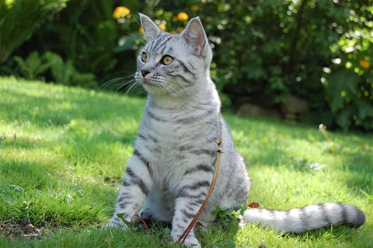 Blanding af racer Findus billede 8