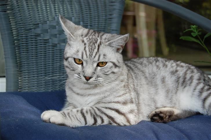 Blanding af racer Findus billede 9