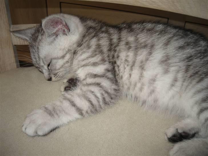 Blanding af racer Findus billede 10