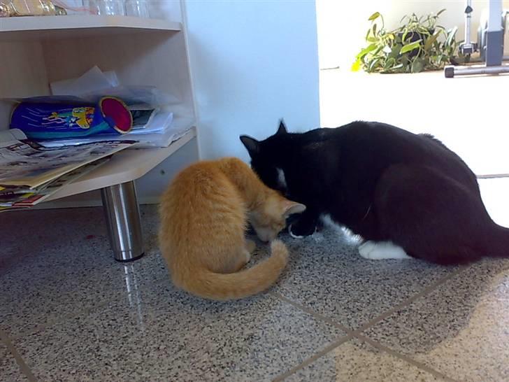 Huskat Futte - bror til manse - futte kan godt være tæt ved killingerne bare han får noget godt og æde<33 billede 15