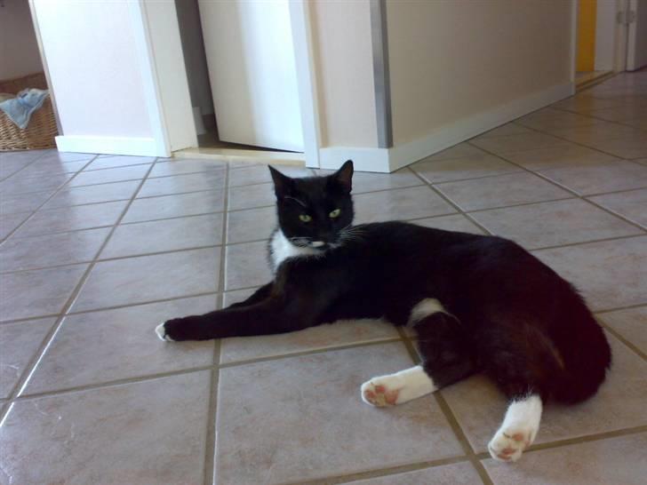 Huskat Futte - bror til manse billede 16