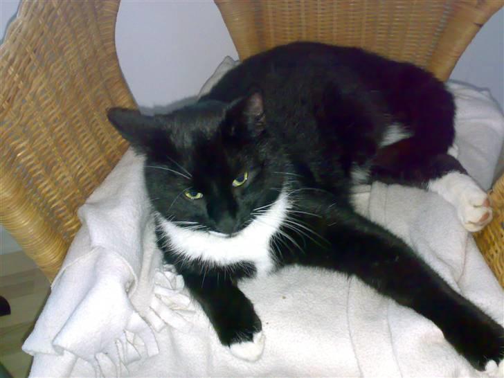 Huskat Futte - bror til manse billede 17