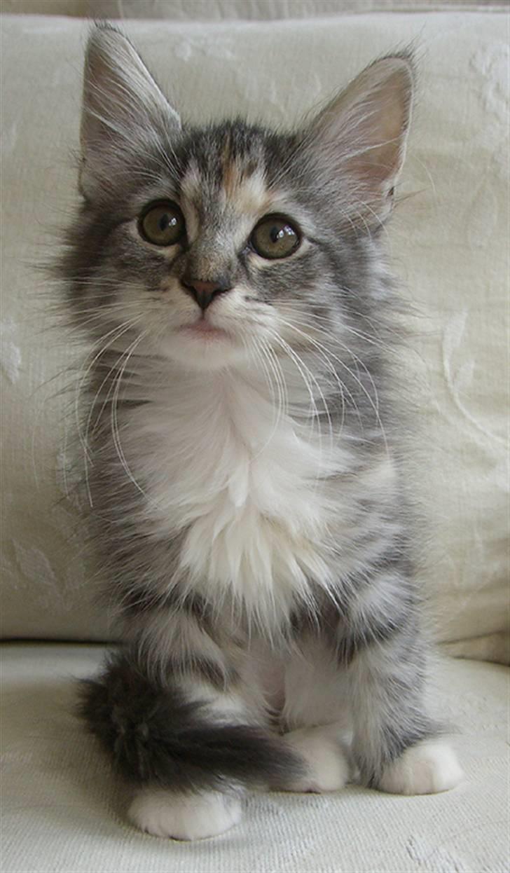 Norsk Skovkat IP DK*Cayica's Muraco Achal - 10 uger gammel billede 17