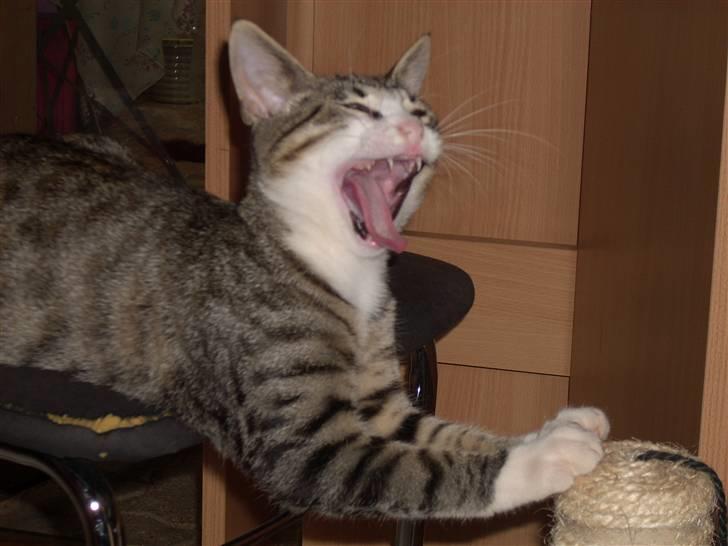 Huskat Pelle  - 11*ARHH maan ;) Foto-Migg billede 11