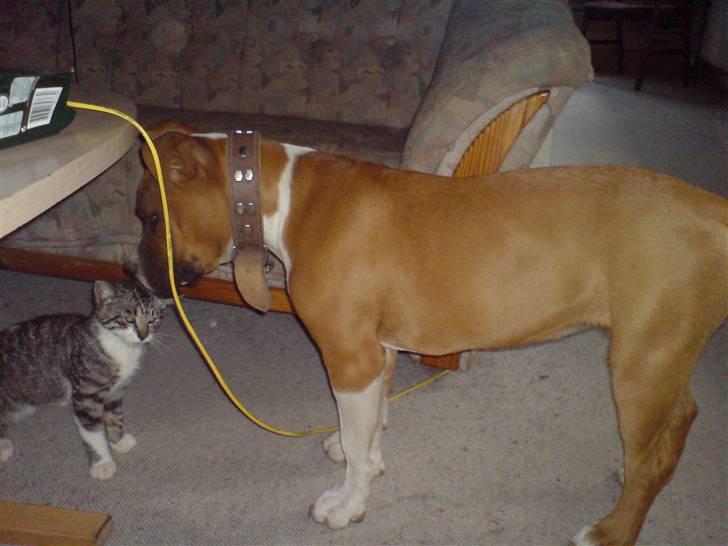 Huskat Luca billede 2