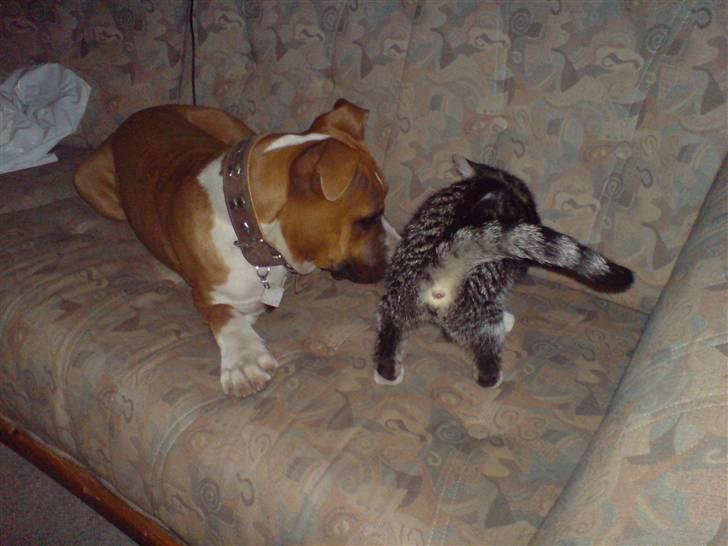 Huskat Luca billede 3