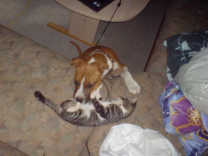 Huskat Luca billede 6