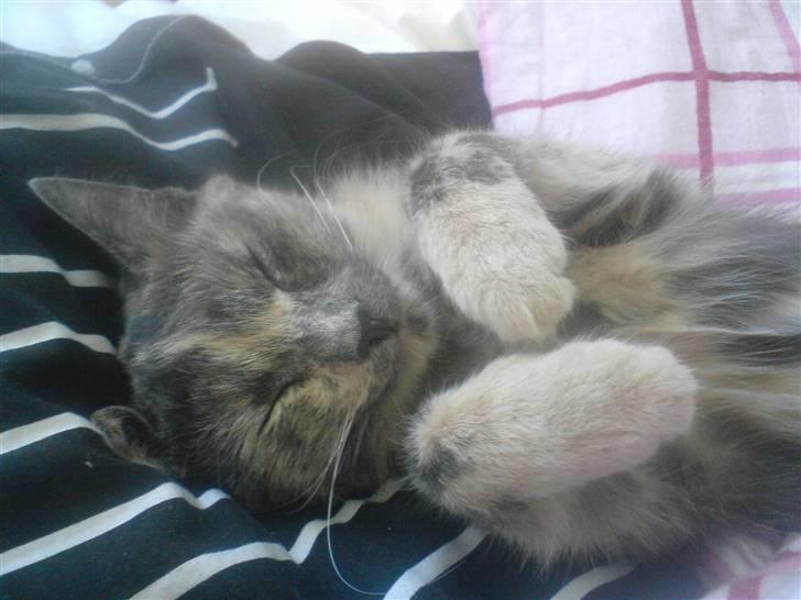 Huskat Futte billede 12