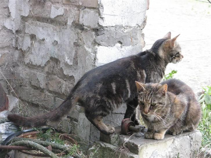 Huskat Vildmissekat billede 10