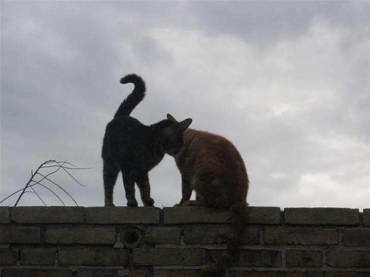 Huskat Vildmissekat - Her er hun sammen med Kittekat, oppe på muren :D billede 11