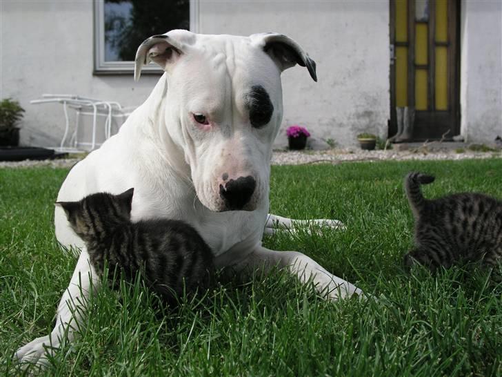 Huskat Nico - Dina "leger" med Nico billede 2