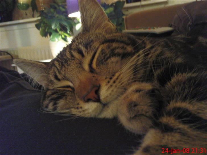 Blanding af racer Nala - Er hun ikke sød!! billede 6