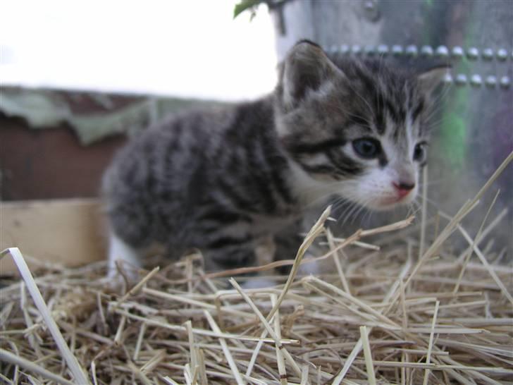 Huskat Nico - Nico som helt lille. billede 4