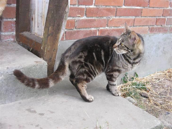 Huskat Vildmissekat billede 12