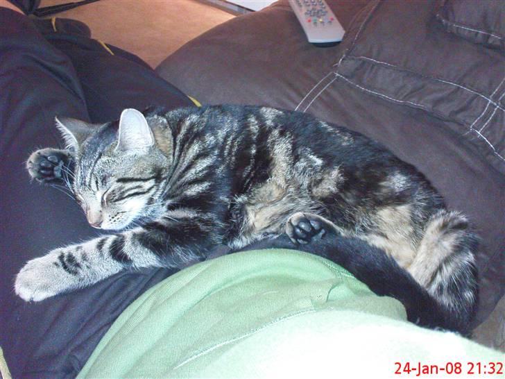 Blanding af racer Nala billede 7