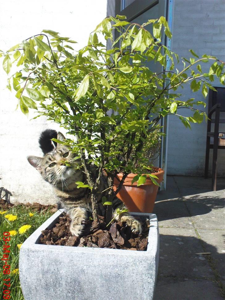 Blanding af racer Nala - godt billede:) billede 8