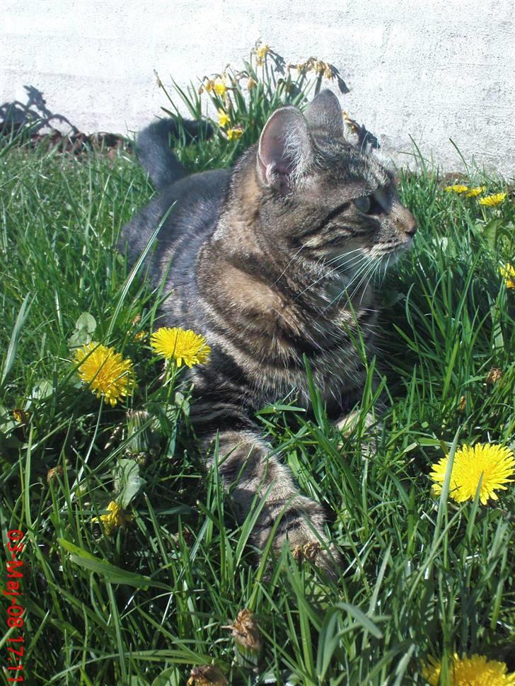 Blanding af racer Nala billede 9