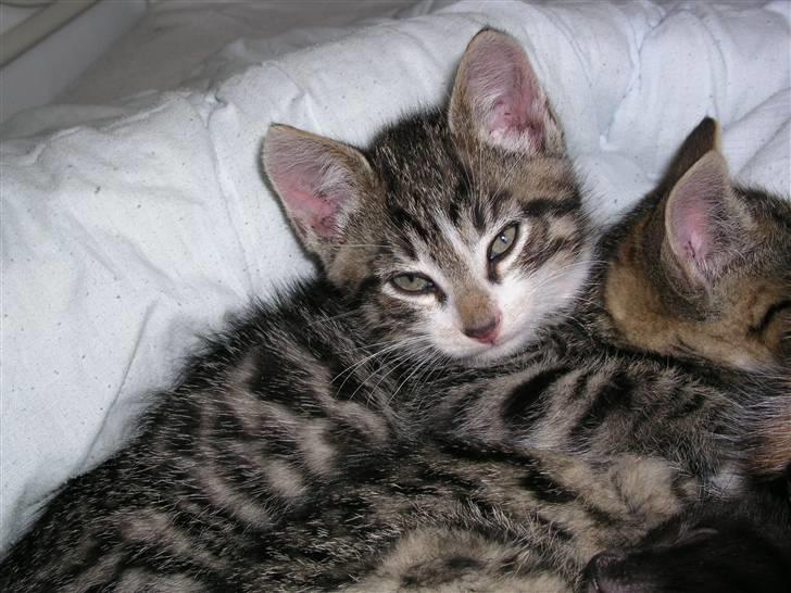 Huskat Nico - Nico mus billede 8