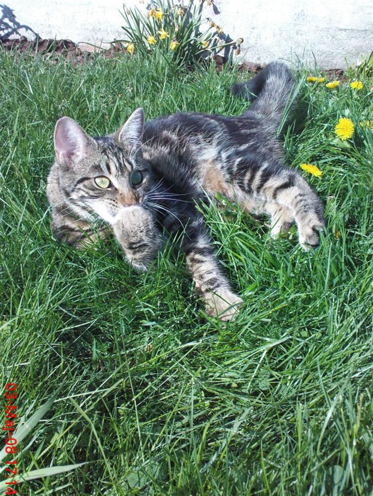 Blanding af racer Nala billede 10