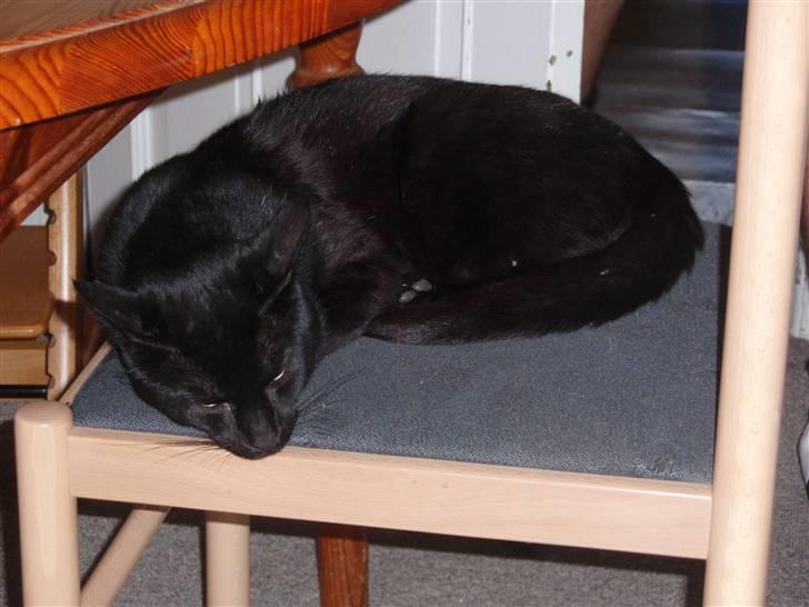 Huskat Blackki billede 17