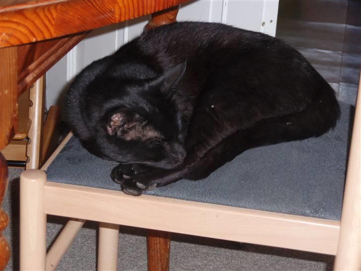 Huskat Blackki billede 18