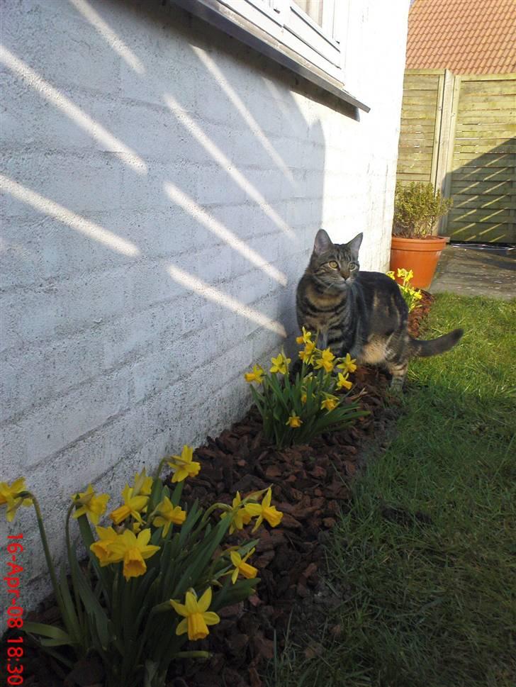 Blanding af racer Nala - Nala midt i foråret billede 11