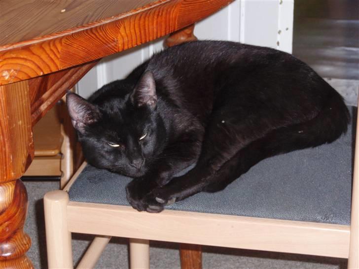 Huskat Blackki billede 19