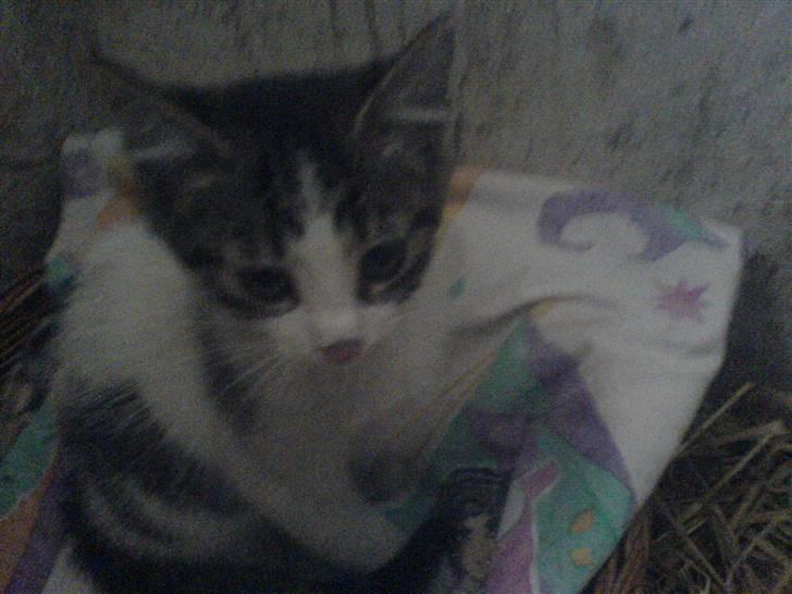 Blanding af racer Holly<3 - hej mit navn er Holly. billede 1