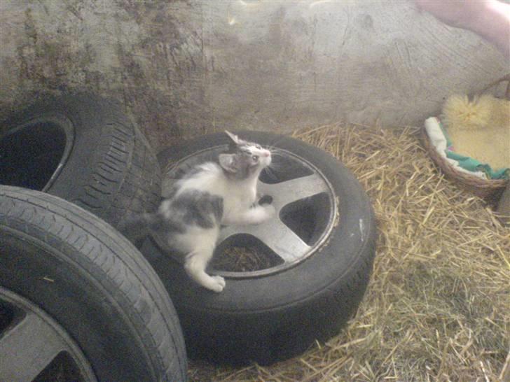 Blanding af racer Holly<3 - klatre klatre billede 2