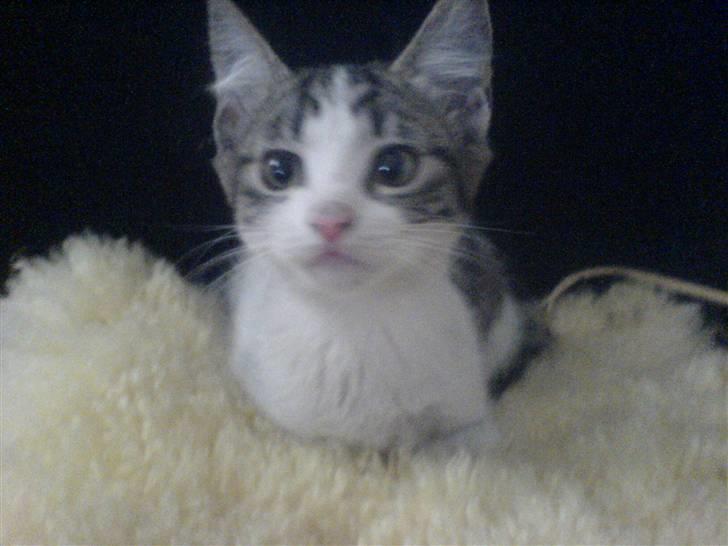 Blanding af racer Holly<3 - hvad var det billede 3