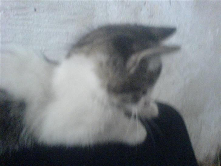 Blanding af racer Holly<3 - nårh billede 4